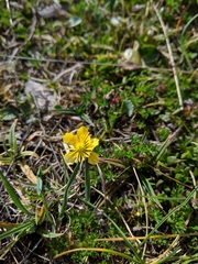 Ranunculus peruvianus