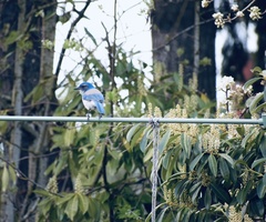 Aphelocoma californica