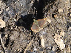 Piruna pirus