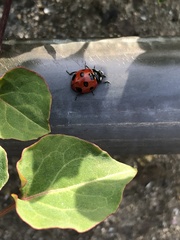 Coccinella septempunctata
