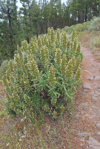 Echium onosmifolium, 2026-05-14