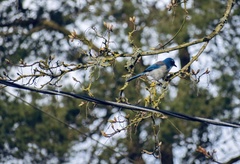 Aphelocoma californica