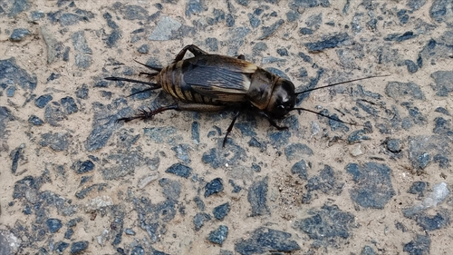 European Field Cricket