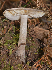 Amanita cheelii