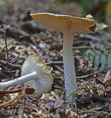Amanita cheelii