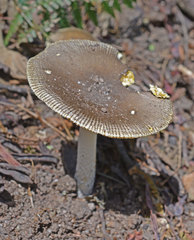 Amanita cheelii