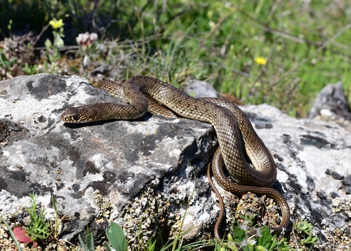 Caspian Whipsnake