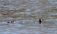 Fulica americana americana