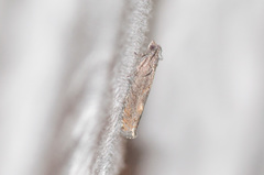 Pseudexentera mali