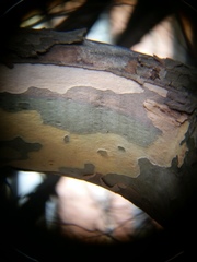 Splanchnonema platani