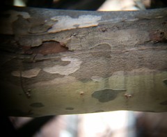 Splanchnonema platani