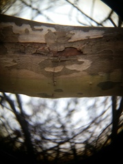 Splanchnonema platani