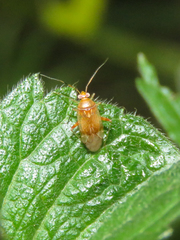 Miridae