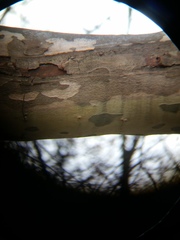 Splanchnonema platani