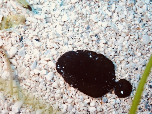 Flabby sole (Gymnachirus nudus) — Achiridae — 5