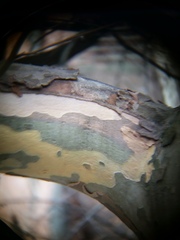 Splanchnonema platani