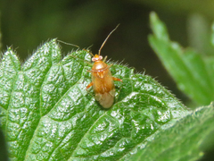Miridae