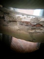 Splanchnonema platani