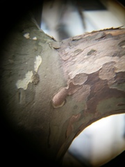 Splanchnonema platani