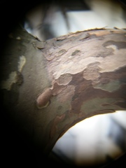 Splanchnonema platani