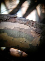 Splanchnonema platani