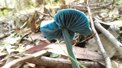 Entoloma virescens