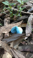 Entoloma virescens