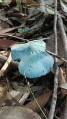 Entoloma virescens
