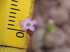 Gilia minor