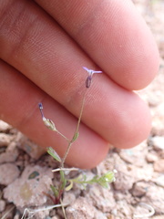 Gilia minor