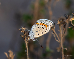 Icaricia lupini texanus