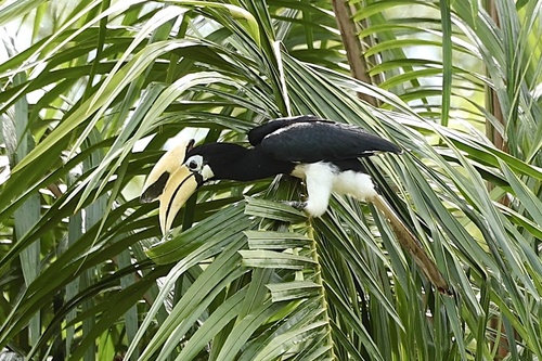 Oriental Pied Hornbill