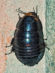Blaberinae