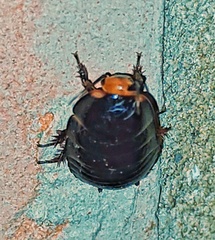 Blaberinae