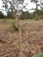 Dichanthium sericeum