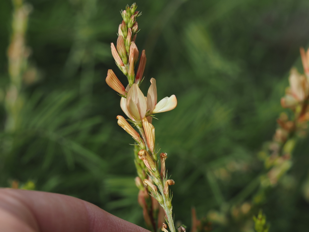 Onobrychis saxatilis; photograph (c) Louis Aureglia, some rights reserved (CC BY)