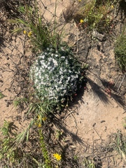 Eriogonum fastigiatum