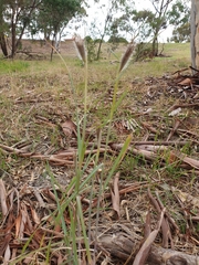 Dichanthium sericeum