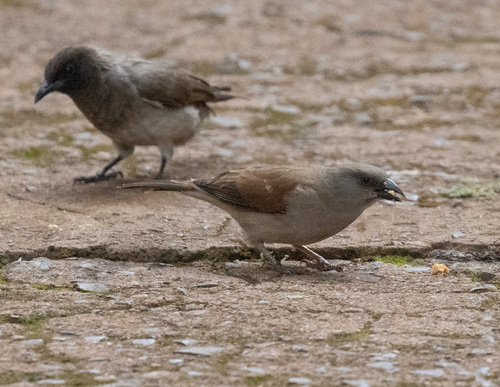 Northern Grey-headed Sparrow
