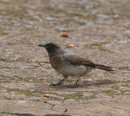 Common Bulbul