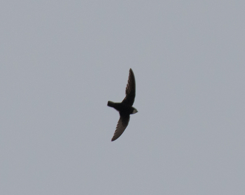 Little Swift