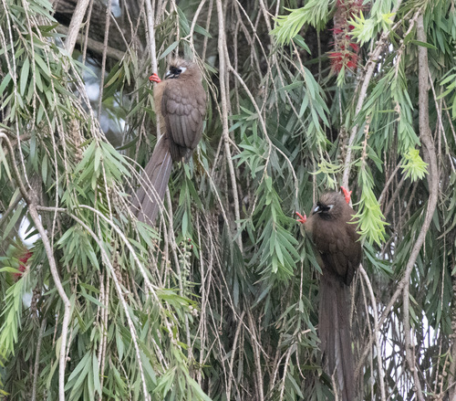 Speckled Mousebird