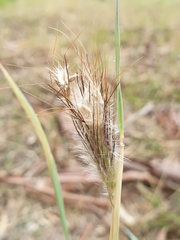 Dichanthium sericeum