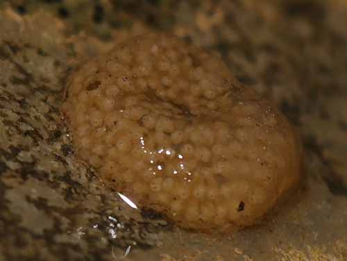 Pyrenean Frog, Rana pyrenaica