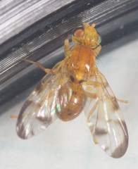 Euleia uncinata
