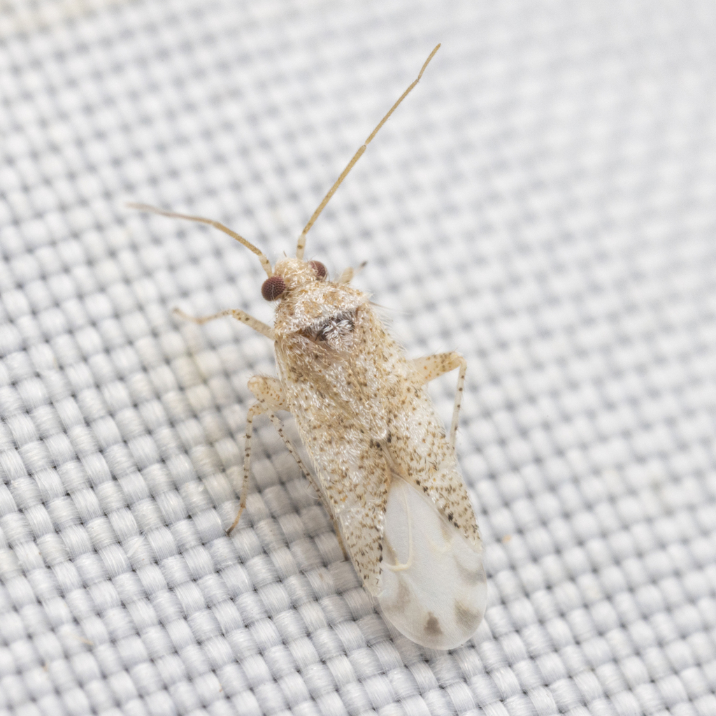 Parthenicus selectus