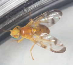 Euleia uncinata