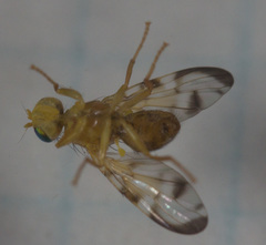 Euleia uncinata