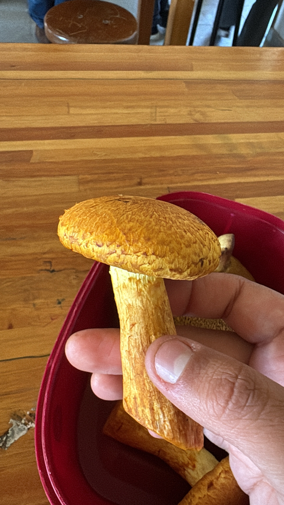 Gymnopilus junonius · May 2026 · photo: © massmaruja (iNaturalist, cc0)