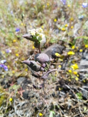 Streptanthus diversifolius